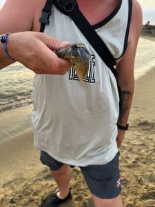 Common Cuttlefish