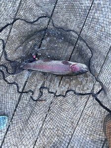 Rainbow Trout