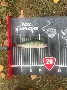 European Perch