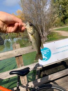 Largemouth Bass