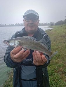 Zander