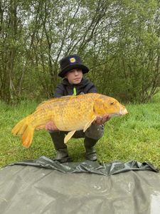 Koï Fish