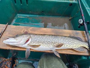 Northern Pike