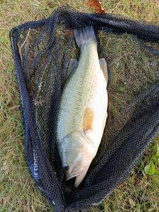 Largemouth Bass