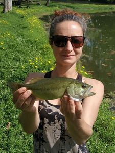 Largemouth Bass