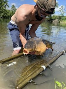 Mirror Carp