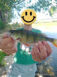 European Perch