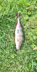 European Perch