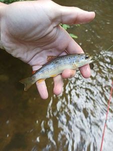 Brown Trout