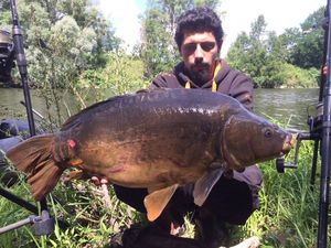 Mirror Carp