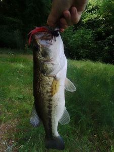 Largemouth Bass