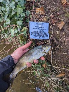 Brown Trout