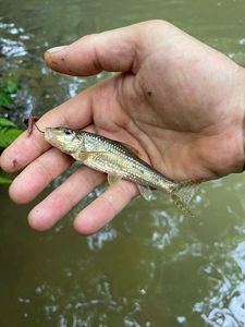 Gudgeon