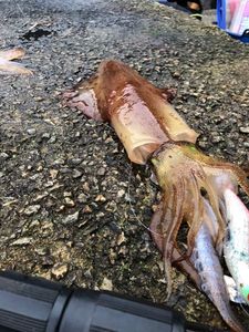 European Squid