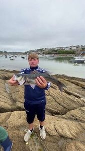 European Bass (Seabass)