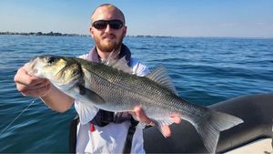 European Bass (Seabass)