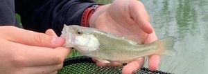 Largemouth Bass