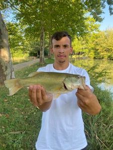 Largemouth Bass