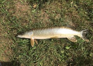 Northern Pike