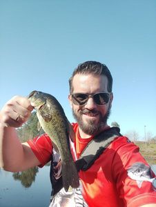 Largemouth Bass