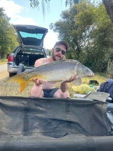 Mirror Carp