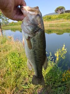 Largemouth Bass