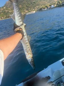 Great Barracuda