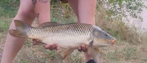 Common Carp