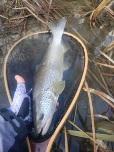 Brown Trout
