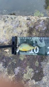Green Sunfish