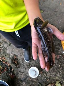 Black Goby