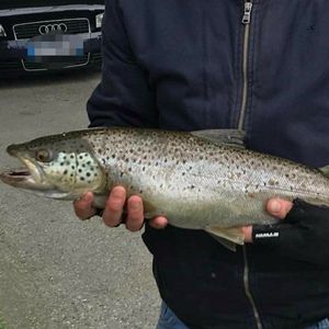Sea Trout