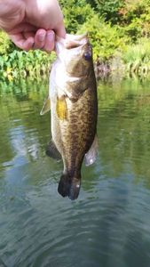 Largemouth Bass
