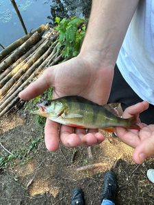 European Perch