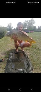 Common Carp