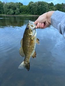 Smallmouth Bass