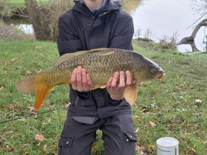 Common Carp