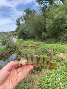 European Perch