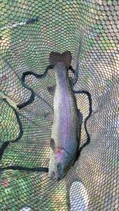 Rainbow Trout
