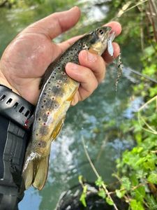 Brown Trout