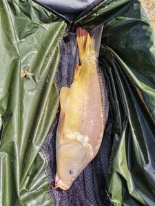 Leather Carp