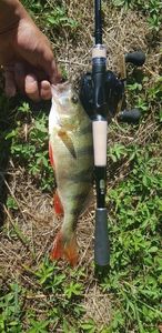 European Perch