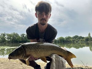 Common Carp