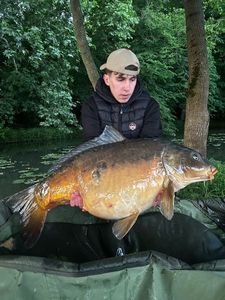 Mirror Carp