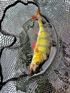 European Perch