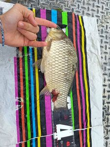 Prussian Carp