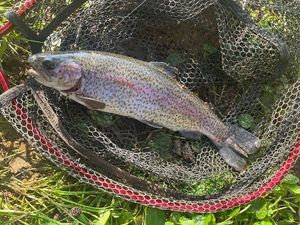 Rainbow Trout
