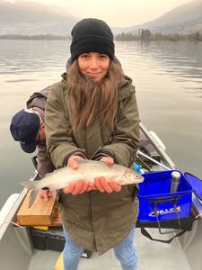 European Whitefish