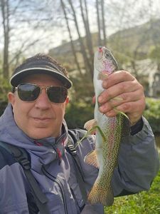 Rainbow Trout