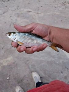 Roach